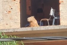 na-paz:-capivara-e-flagrada-tomando-sol-em-predio-abandonado-de-juiz-de-fora