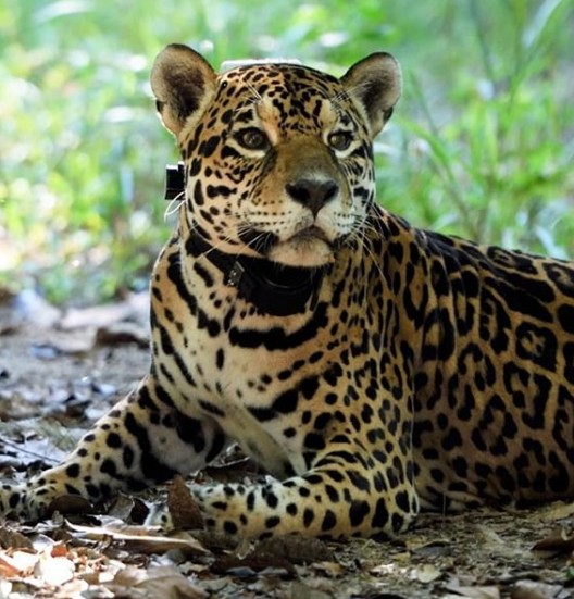 onca-pintada-em-juiz-de-fora:-4-anos-apos-aparecer-na-cidade,-ha-indicios-de-que-macho-ja-e-papai