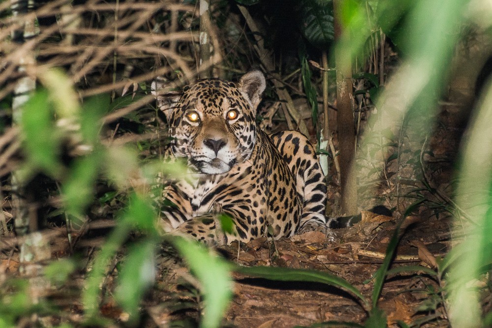 4-anos-da-onca-pintada-em-juiz-de-fora:-relembre-a-cronologia-da-captura-em-fotos