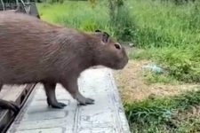 bombeiros-resgatam-capivara-apedrejada-por-populares-em-leopoldina